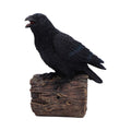 Ravens Cry  18cm